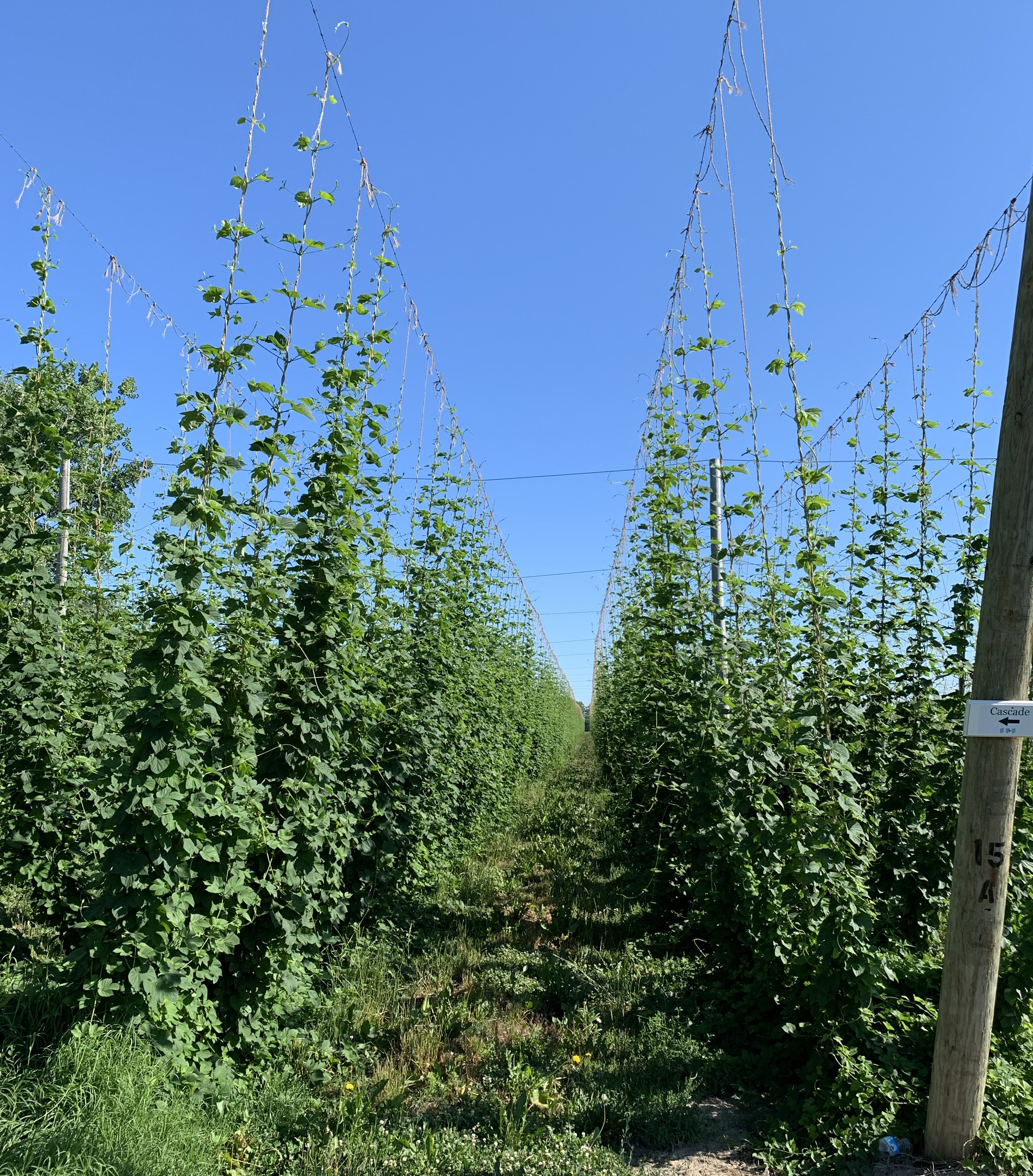 Cascade hops